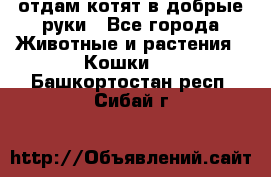 отдам котят в добрые руки - Все города Животные и растения » Кошки   . Башкортостан респ.,Сибай г.